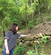 鐵皮石斛野生的好還是養(yǎng)殖的好,效果一樣嗎？作用一樣嗎